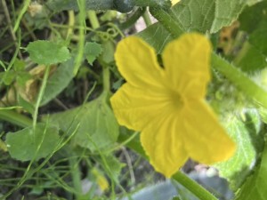 IMG_1115
