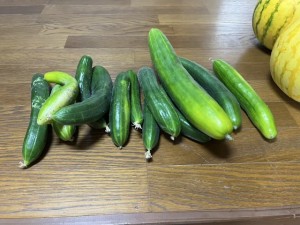 IMG_1331