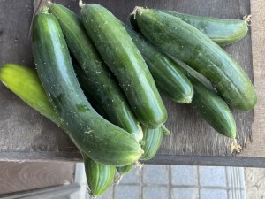 IMG_1415