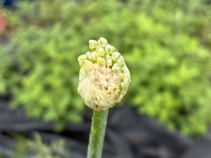 IMG_2461