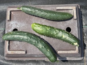 IMG_2506